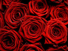 Load image into Gallery viewer, Dozens Radiant Red Roses