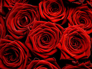 Dozens Radiant Red Roses