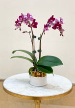 Load image into Gallery viewer, Mini Orchid