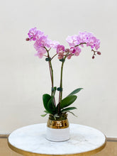 Load image into Gallery viewer, Mini Orchid